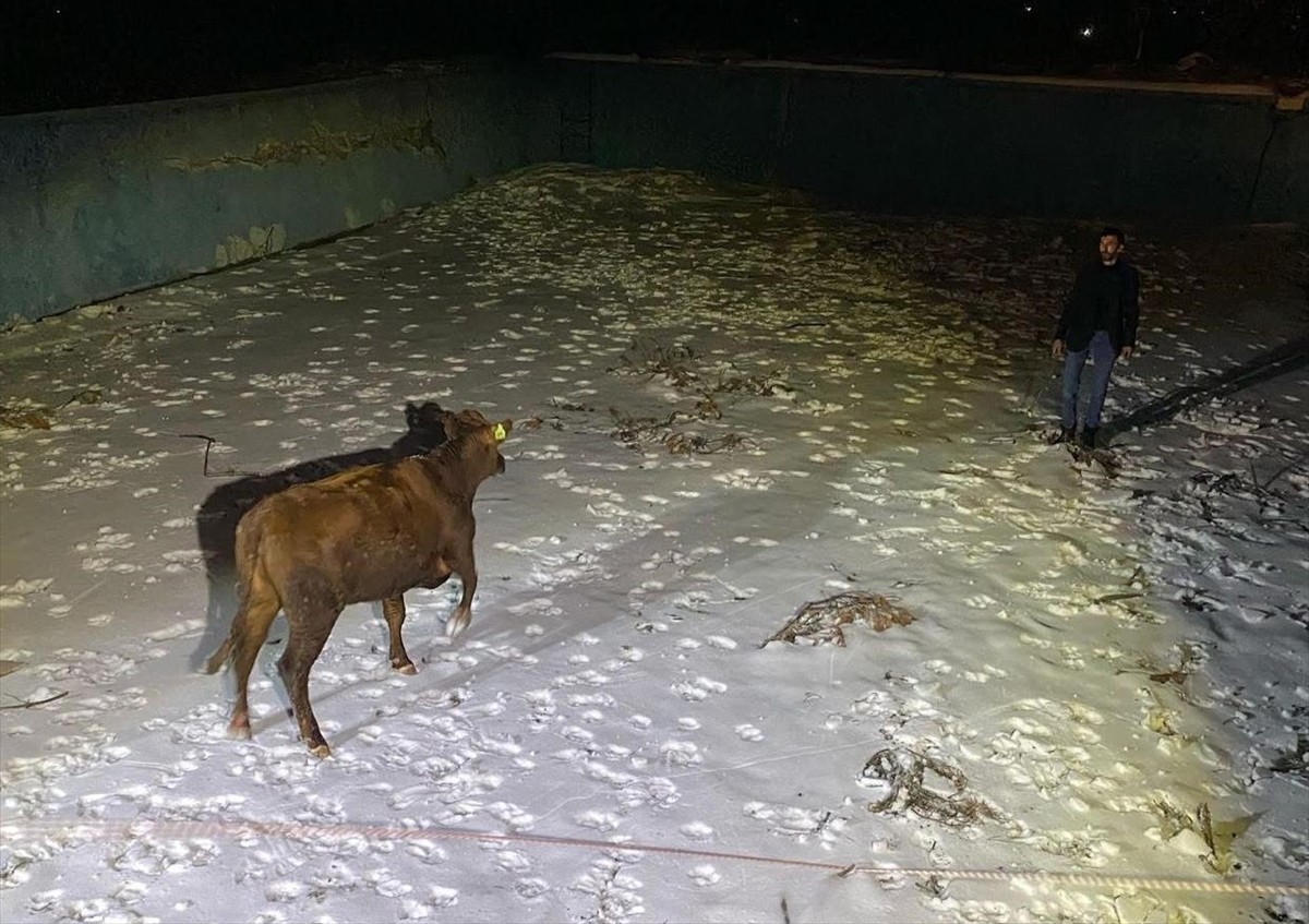 Sivas'ta sahibinin elinden kaçarak boş havuza düşen inek AFAD ve itfaiye ekiplerince kurtarıldı....