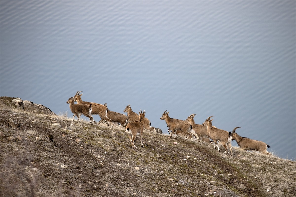 Tunceli'de koruma altındaki yaban keçileri, karla kaplı zirvelerden indikleri alçak kesimlerde...