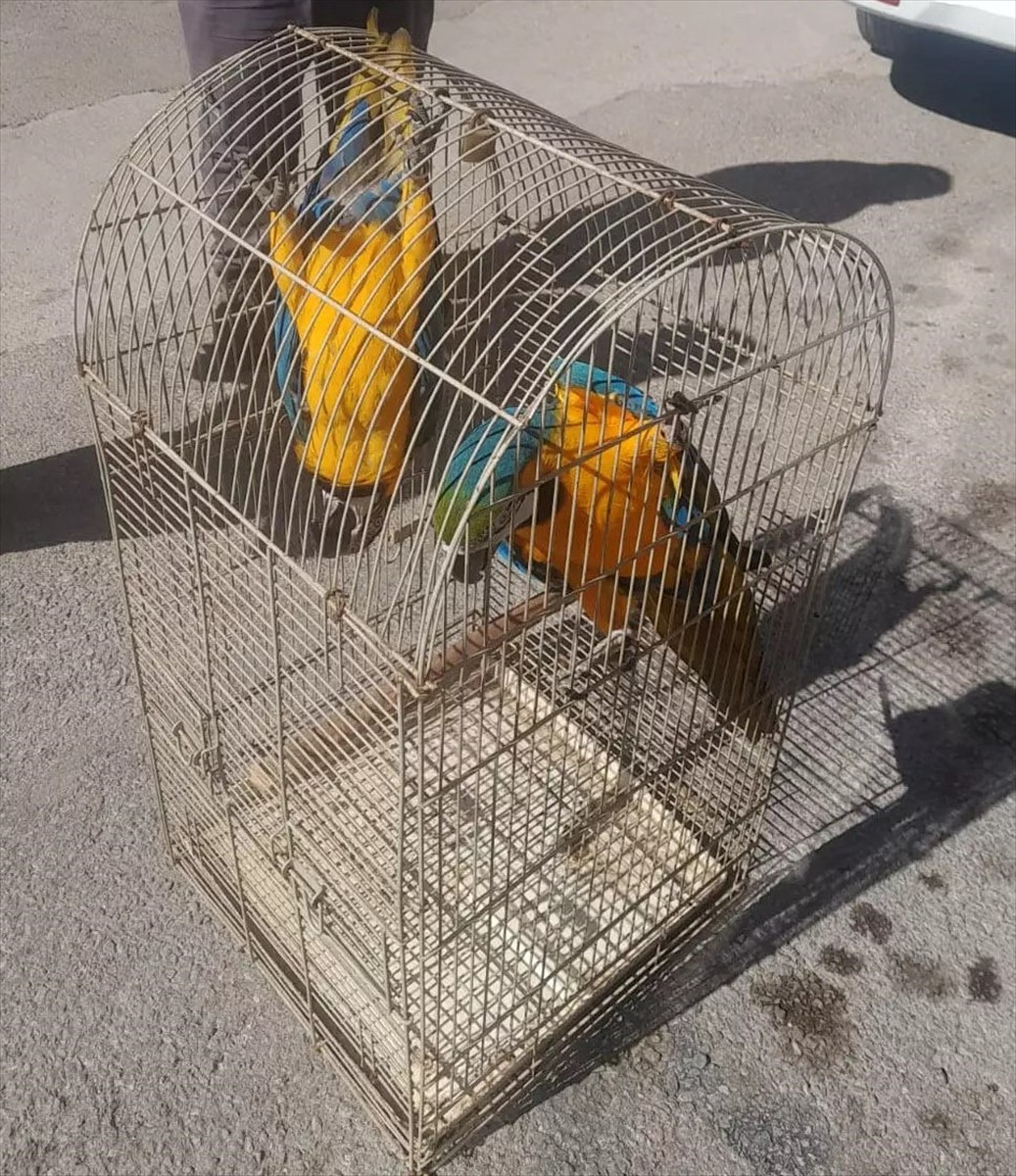 Antalya'da düzenlenen operasyonda üretimi ve satışı yasak olan 2 macaw türü papağana el...