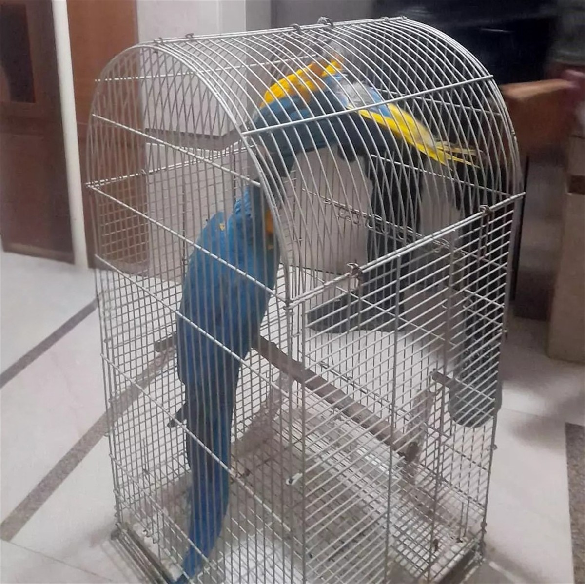 Antalya'da düzenlenen operasyonda üretimi ve satışı yasak olan 2 macaw türü papağana el...