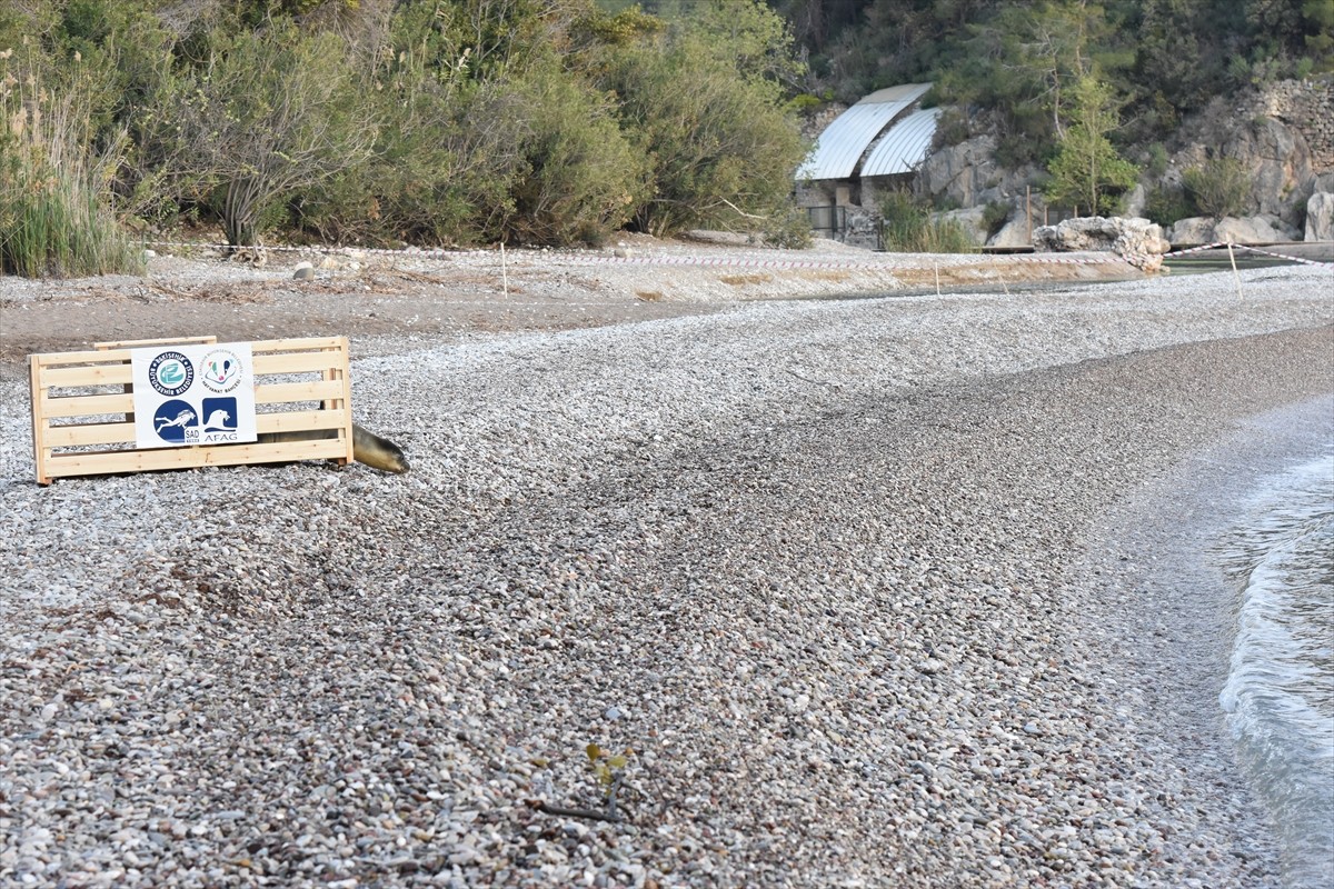 Antalya'da fırtına sonrası kıyıda ölmek üzereyken bulunan Akdeniz foku yavrusu, Eskişehir Hayvanat...