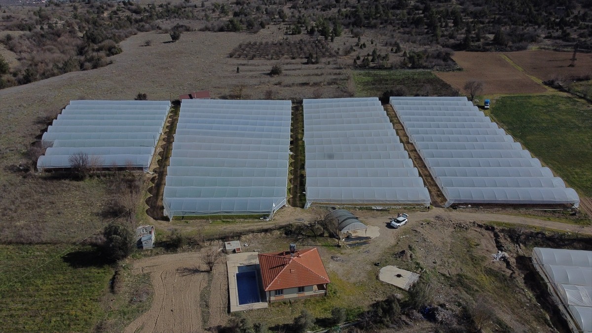 Bilecik'in İnhisar ilçesinde 10 çeşit marul yetiştiren Ali Haldan'ın mahsulleri, İstanbul'daki...