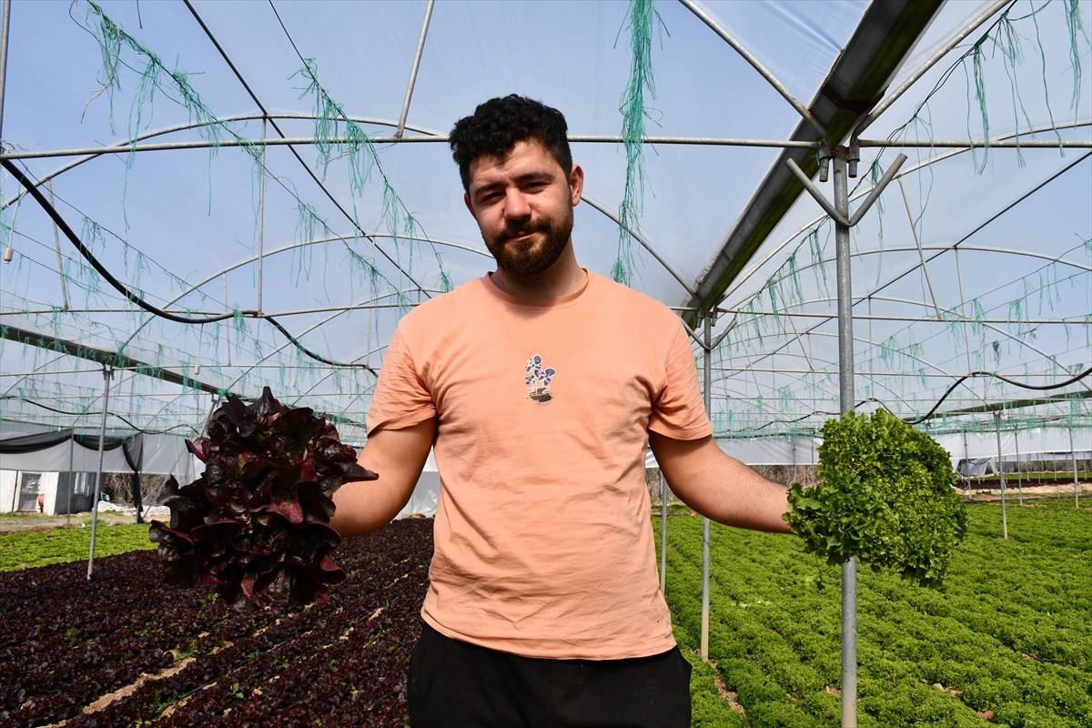 Bilecik'in İnhisar ilçesinde 10 çeşit marul yetiştiren Ali Haldan'ın mahsulleri, İstanbul'daki...