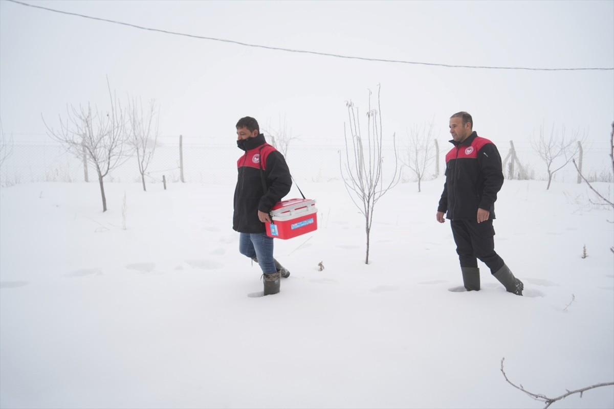 Büyükbaş ve küçükbaş hayvancılığın yaygın yapıldığı Muş'ta, İl Tarım ve Orman Müdürlüğü ekipleri...