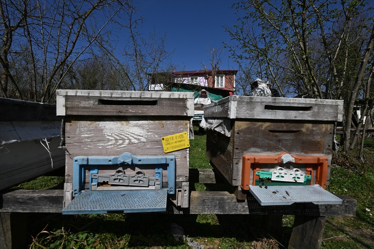 Düzce'de ailesinden miras aldığı arıcılığı devlet desteğiyle geliştirip bu alanda sertifika ve...
