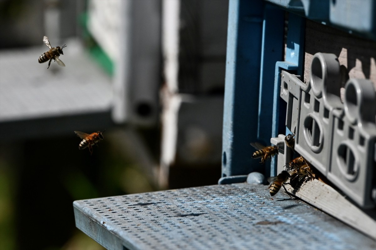 Düzce'de ailesinden miras aldığı arıcılığı devlet desteğiyle geliştirip bu alanda sertifika ve...