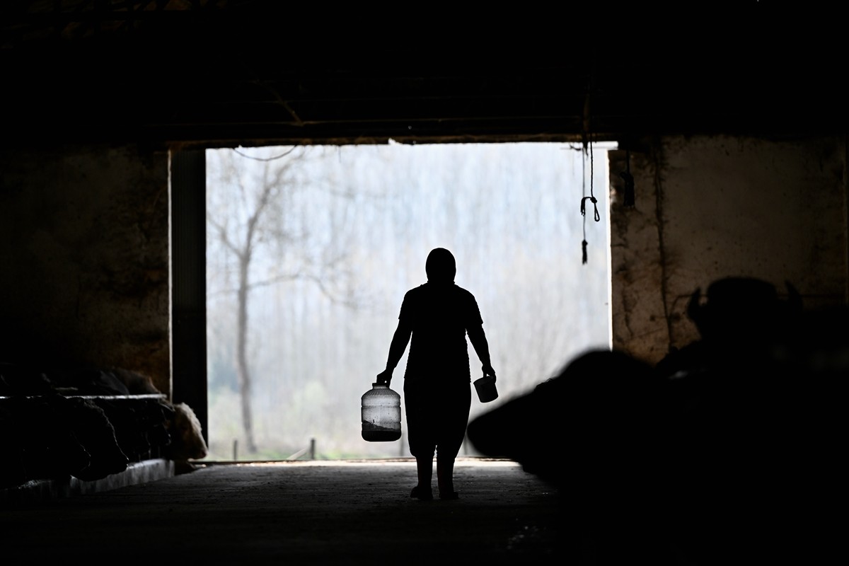 Düzce'de ailesinin süt ve peynir ihtiyacını karşılamak için eşinin aldığı 4 mandayla besiciliğe...