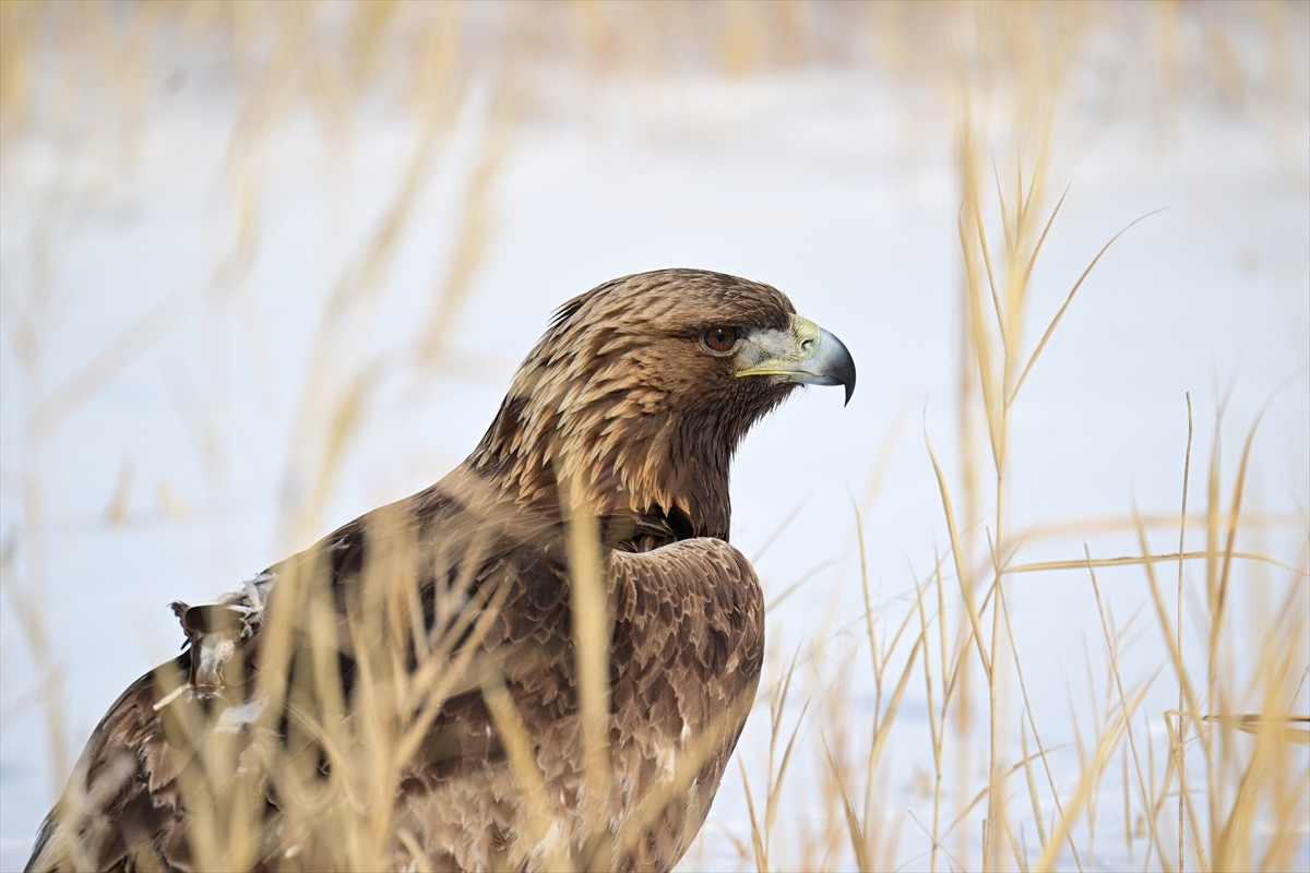 Farklı nedenlerle yaralanan ya da yeterince beslenemediği için bitkin düşen yaban hayvanları, Van...