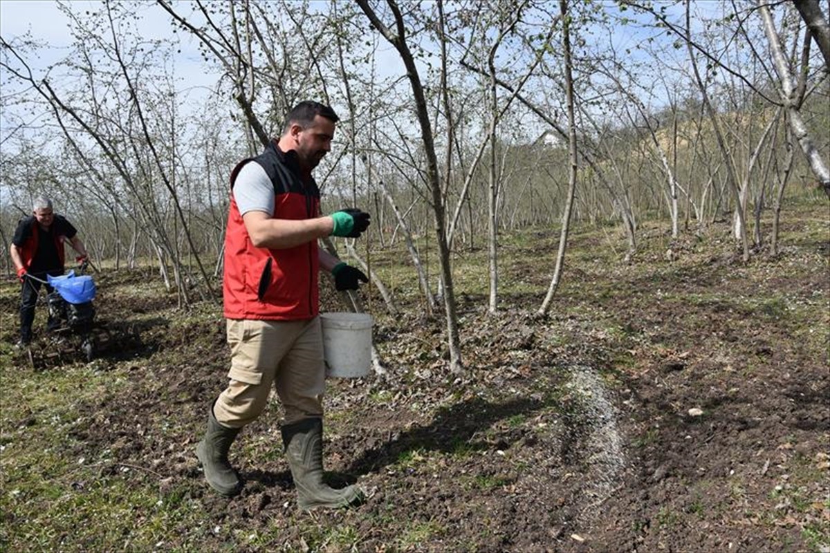 Fındık üreticilerinin üründe yeterli verimi alabilmesi için toprak tahlili yaptırmaları ve doğru...