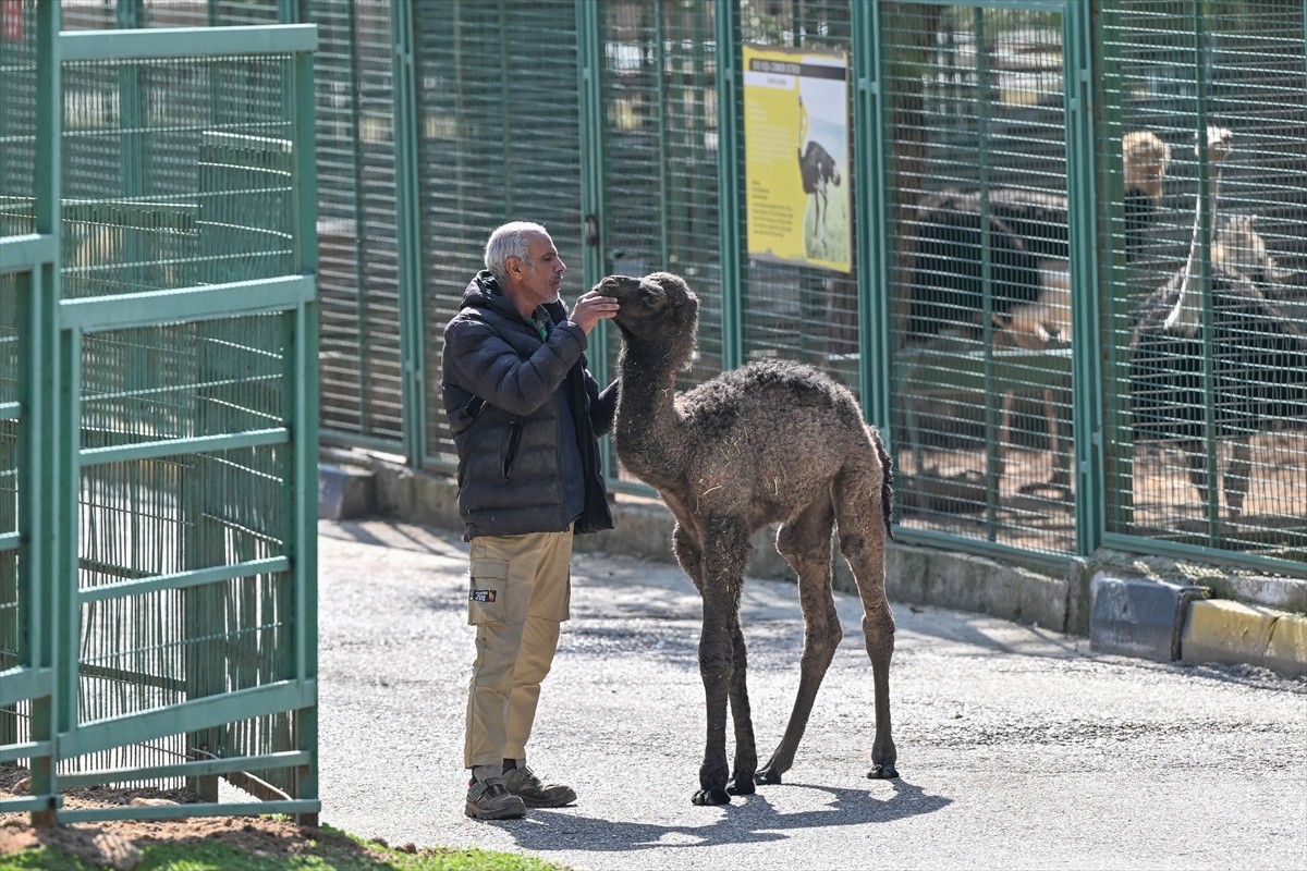 Gaziantep Doğal Yaşam Parkı'nda 10 gün önce dünyaya gelen ve annesinin ilgilenmediği "Boncuk"...