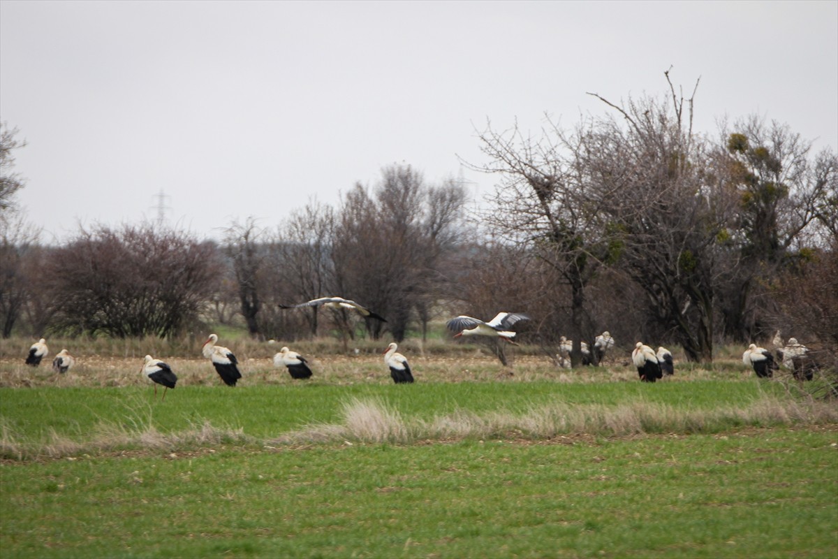 Göç yolundaki onlarca leylek, Kütahya’nın Domaniç ilçesindeki arazilerde mola verdi.