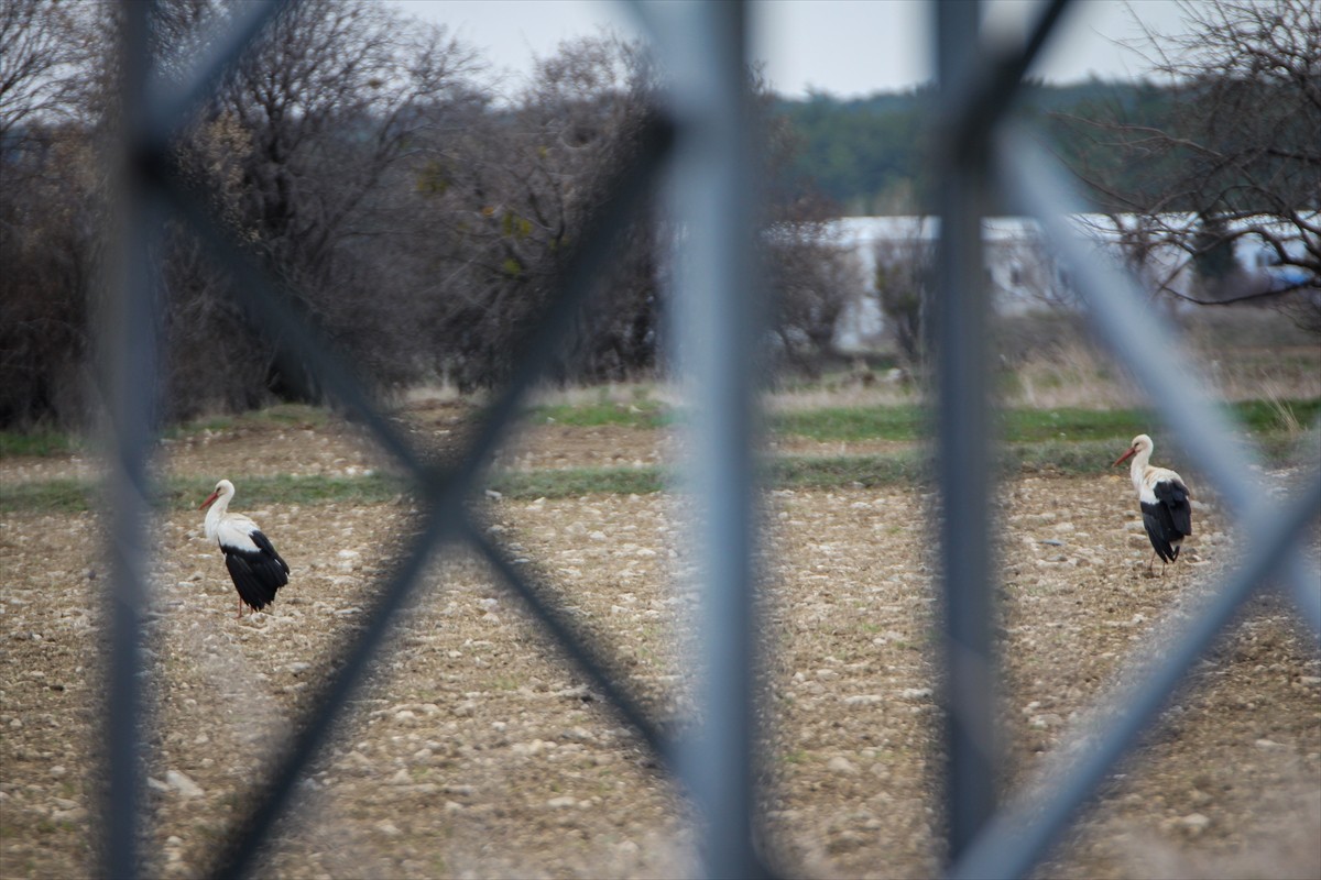 Göç yolundaki onlarca leylek, Kütahya’nın Domaniç ilçesindeki arazilerde mola verdi.