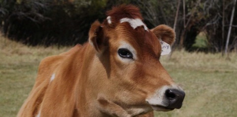 Karadenizlilere Müjde: Ücretsiz Jersey İneği Suni Tohumlama Projesi Başlıyor