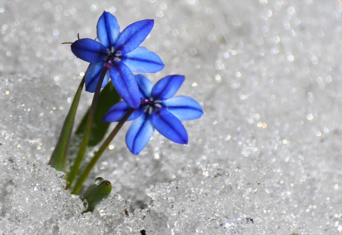 Kars'ın Sarıkamış ilçesinde "baharın müjdecisi" olarak adlandırılan kardelen ve çiğdemler çiçek...