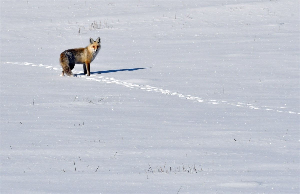 Kars'ın Sarıkamış ilçesine 3 kilometre uzaklıkta Soğuksu bölgesindeki karlı arazide gezinen ve...