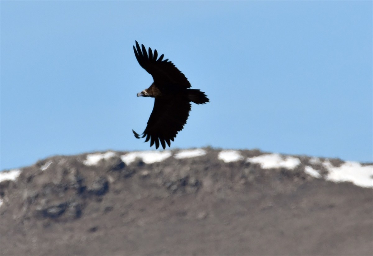 Kars'ta hava sıcaklığının artmasıyla doğada kara akbaba, çamurcun ve yeşilbaş ördekleri görülmeye...