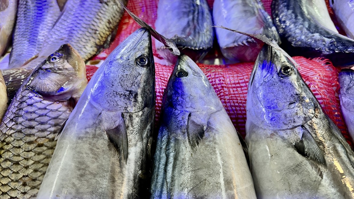 Samsun'da denizlerde 1 Nisan'da başlayacak av yasağı öncesi tezgahlarda balık çeşitliliği azaldı....