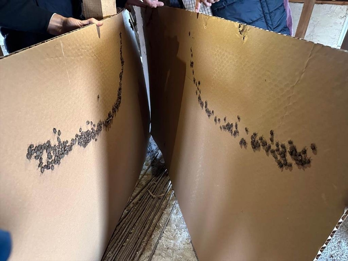 Samsun'da, havaların ısınmasıyla kışlaklardan çıkmaya başlayan kahverengi kokarca ile mücadele...