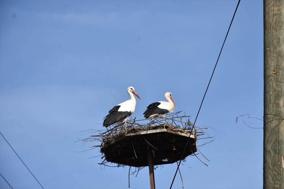 Sonbaharda sıcak bölgelere göç eden leylekler, havaların ısınmasıyla Sinop'un Saraydüzü...