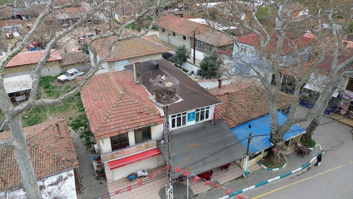Tekirdağ'da Naip Mahallesi'nde her yıl vatandaşların yolunu gözlediği leylek "Leyla" ile "Mecnun"...