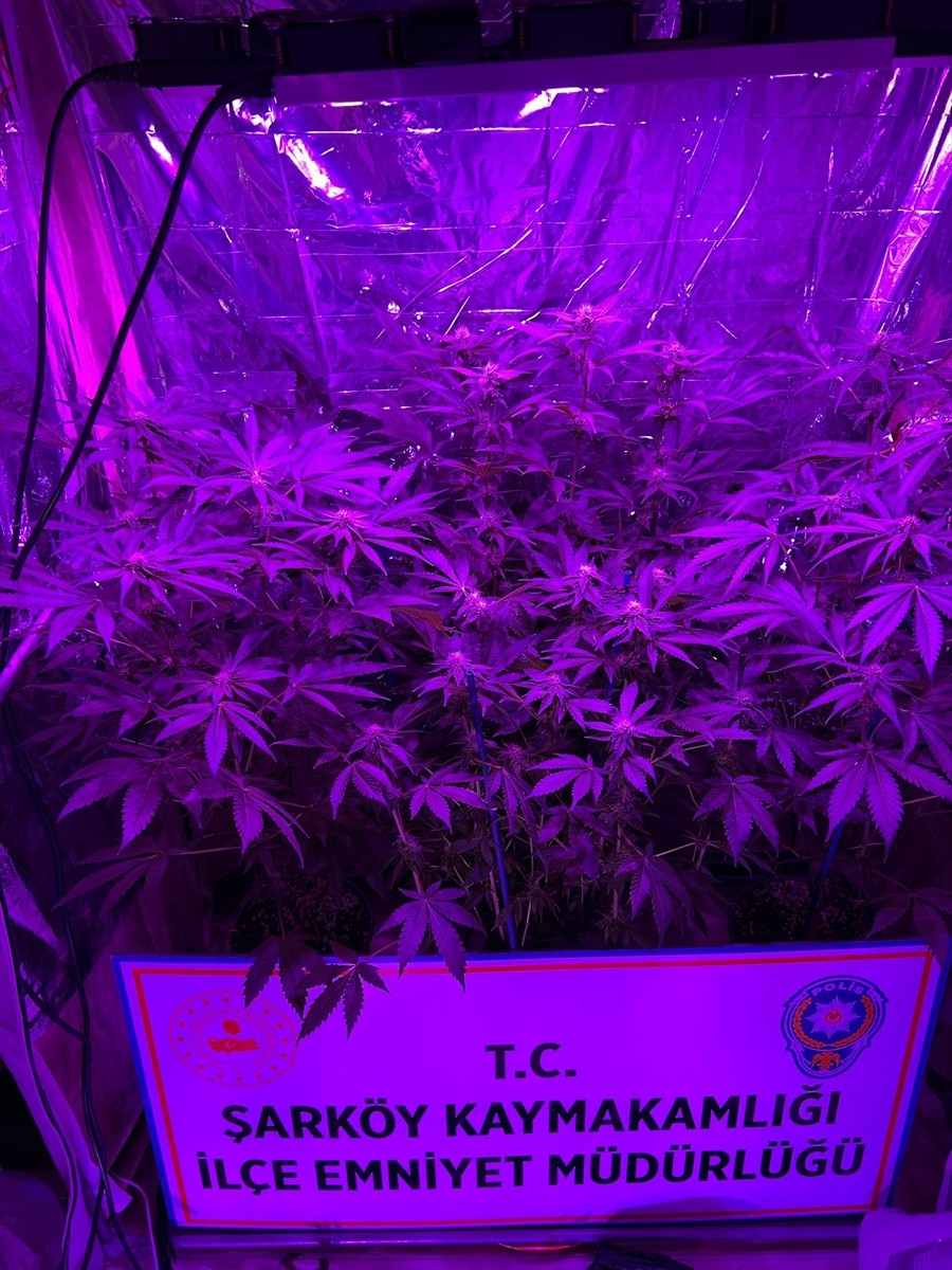 Tekirdağ'ın Şarköy ilçesinde, evinde iklimlendirme sistemiyle Hint keneviri yetiştiren şüpheli...