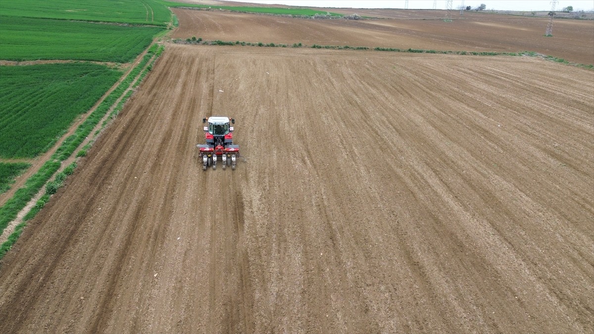 Türkiye'de ayçiçeği üretiminin önemli merkezlerinden Tekirdağ'da 1 milyon 700 bin dekarda...