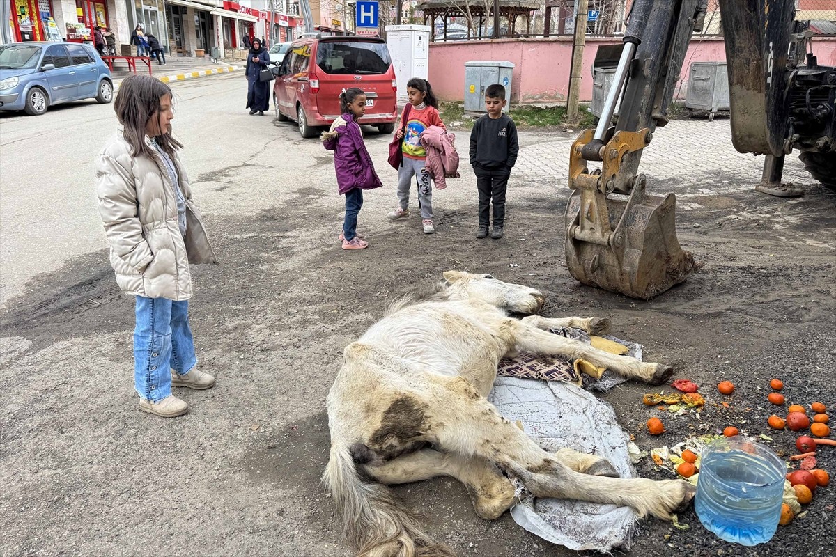 Van'ın Çatak ilçesinde bitkin halde bulunan katır, veteriner tarafından yapılan müdahalenin...