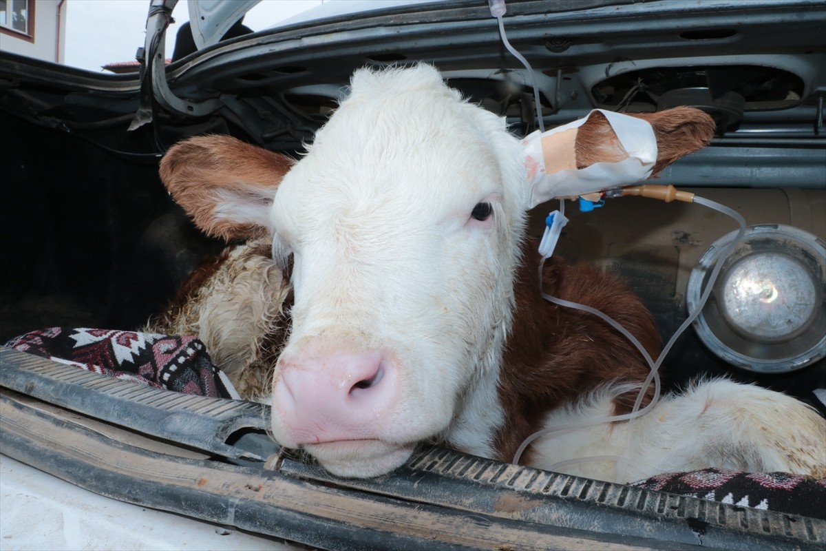  Yozgat'ta bir besici, hastalanan buzağısını otomobiliyle veterinere taşıdı.