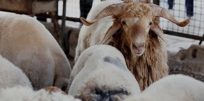 2025 Kurbanlık Fiyatları: Şehir Şehir Değişen Rakamlar