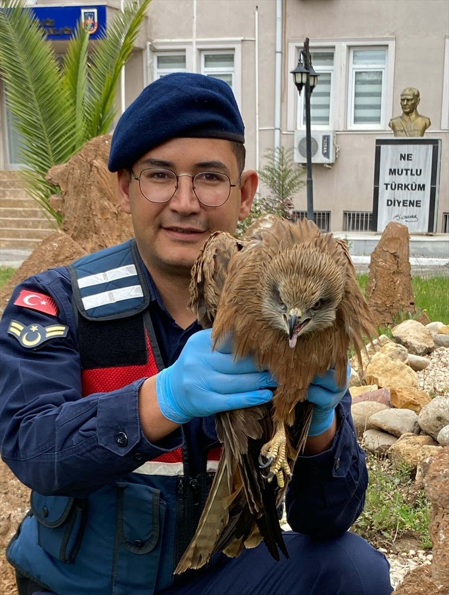 Adıyaman'ın Kahta ilçesinde yaralı bulunan kızıl şahin, Doğa Koruma ve Milli Parklar Müdürlüğünce...