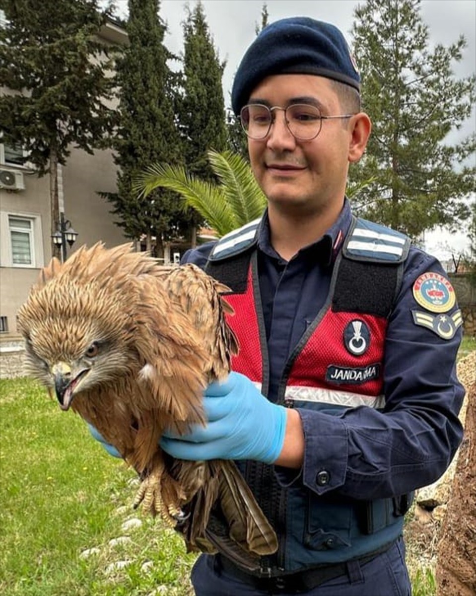 Adıyaman'ın Kahta ilçesinde yaralı bulunan kızıl şahin, Doğa Koruma ve Milli Parklar Müdürlüğünce...