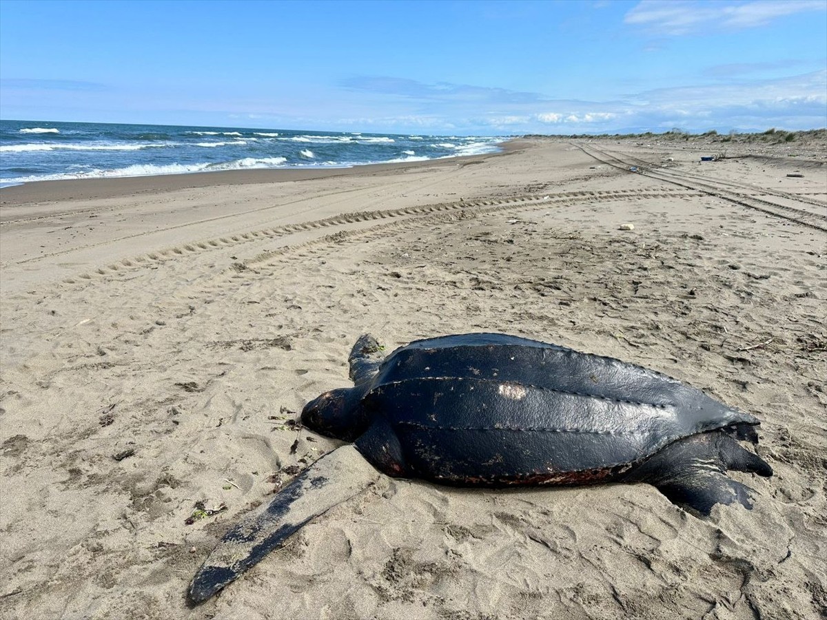 Akdeniz'de yaşayan ancak Türkiye çevresinde nadir görülen deri sırtlı deniz kaplumbağası...