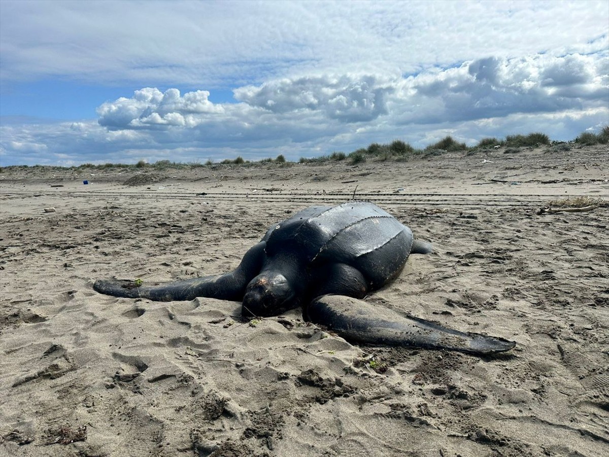 Akdeniz'de yaşayan ancak Türkiye çevresinde nadir görülen deri sırtlı deniz kaplumbağası...