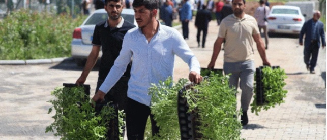 Antalya'da Ücretsiz Su Kabağı Fide Dağıtımı Başlıyor