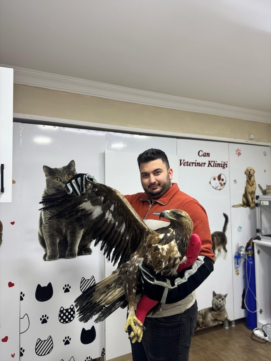 Artvin'in Yusufeli ilçesinde yaralı bulunan kaya kartalı, 20 günlük tedavi ve rehabilitasyon...
