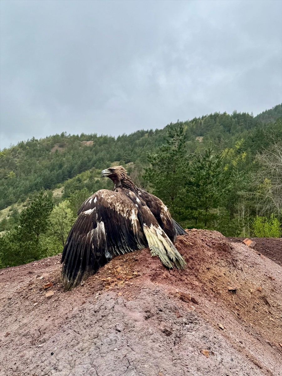 Artvin'in Yusufeli ilçesinde yaralı bulunan kaya kartalı, 20 günlük tedavi ve rehabilitasyon...