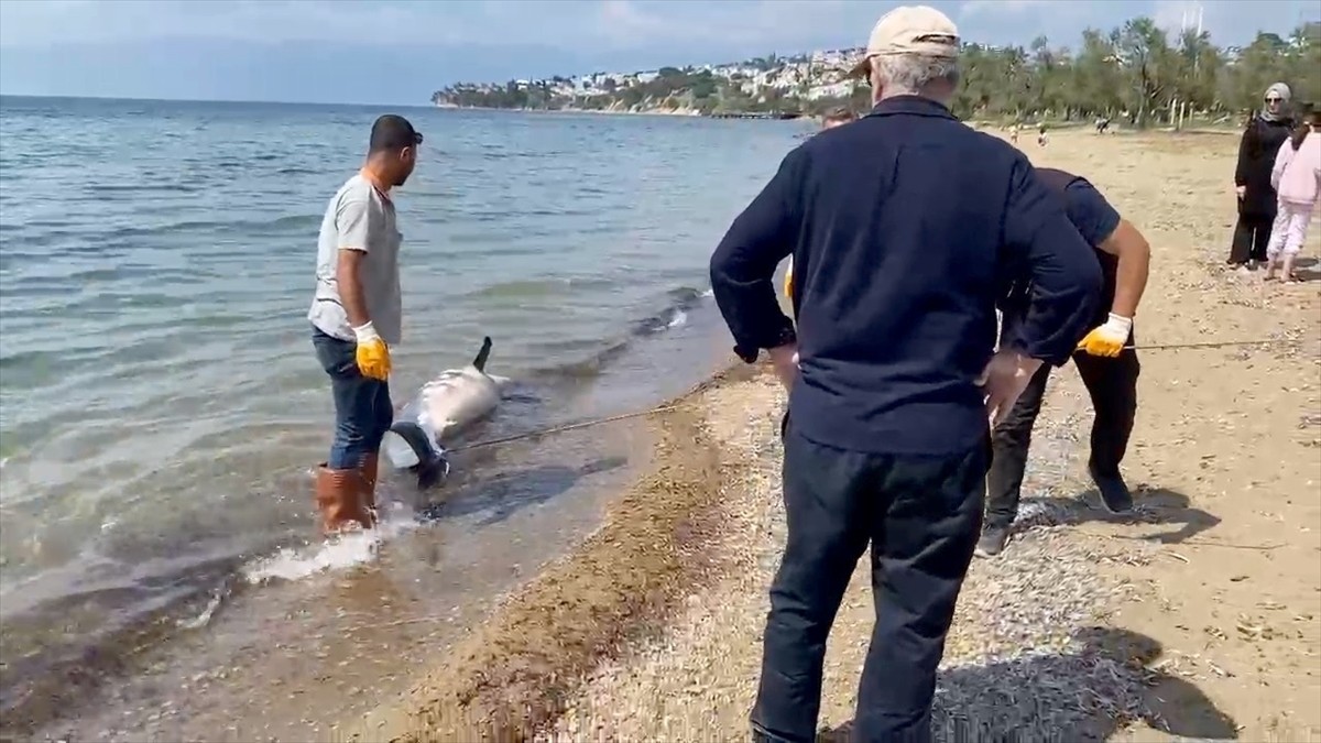 Balıkesir'in Burhaniye ilçesi sahilinde ölü yunus bulundu. Ölüm nedeni belirlenemeyen yunus...