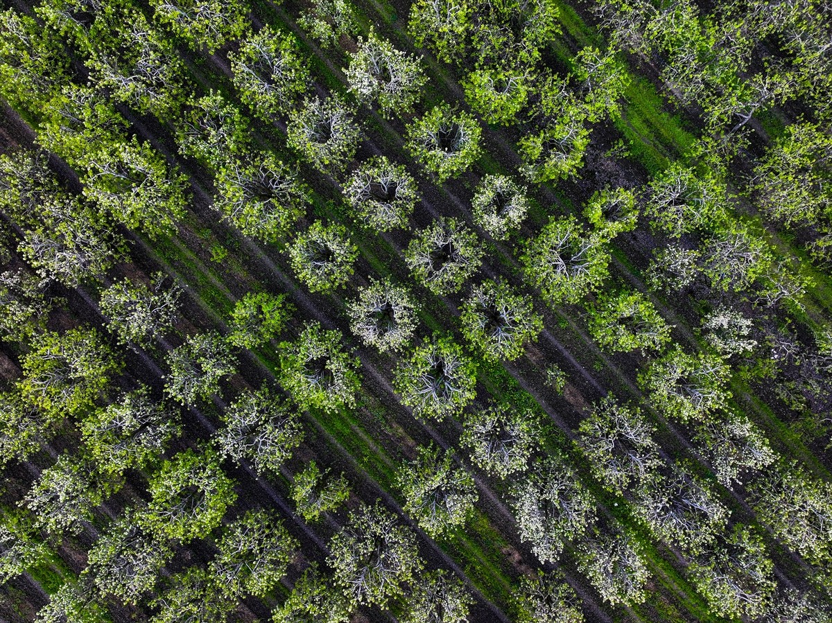 Bursa'da ilkbahar mevsiminin gelmesiyle meyve ağaçları çiçek açtı. Nisan yağmurlarının etkili...