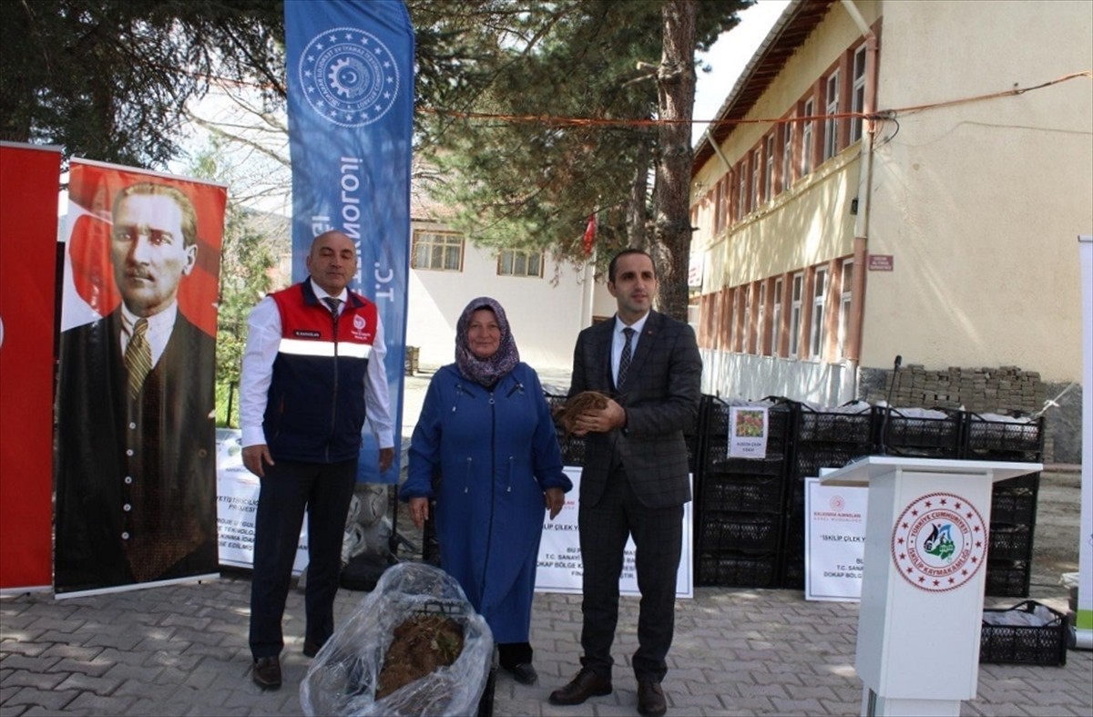 Çorum'un İskilip ilçesinde üreticilere yüzde 70 hibe desteğiyle 140 bin çilek fidesi dağıtıldı....