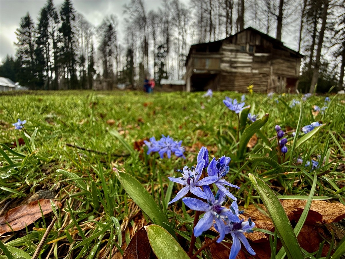 Düzce'deki yaylaları ziyaret edenler, kıştan kalan kar örtüsü ile ilkbahar mevsiminde açan...