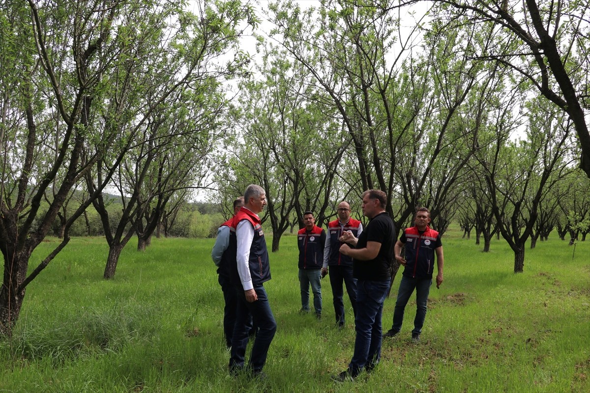 Edirne'de zirai donun etkilediği tarım alanlarında hasar tespit çalışmaları devam ediyor. İl Tarım...