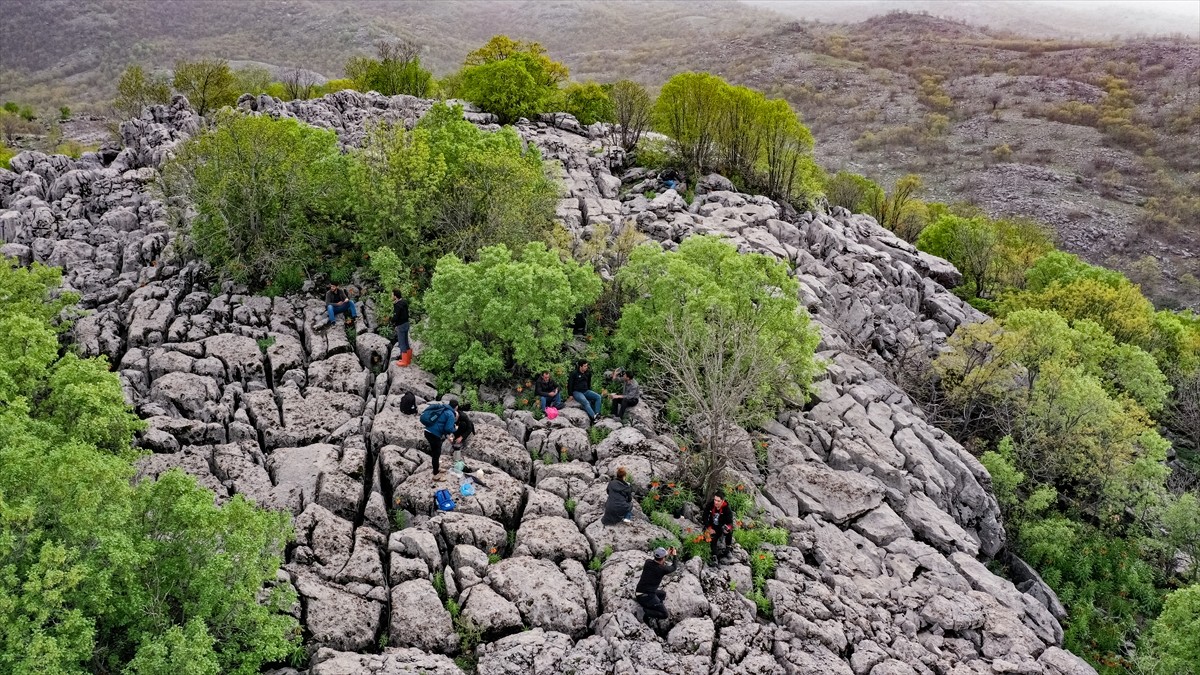 Elazığ'da doğaseverler halk arasında "ağlayan gelin" ve "hüzün çiçeği" olarak bilinen ters...