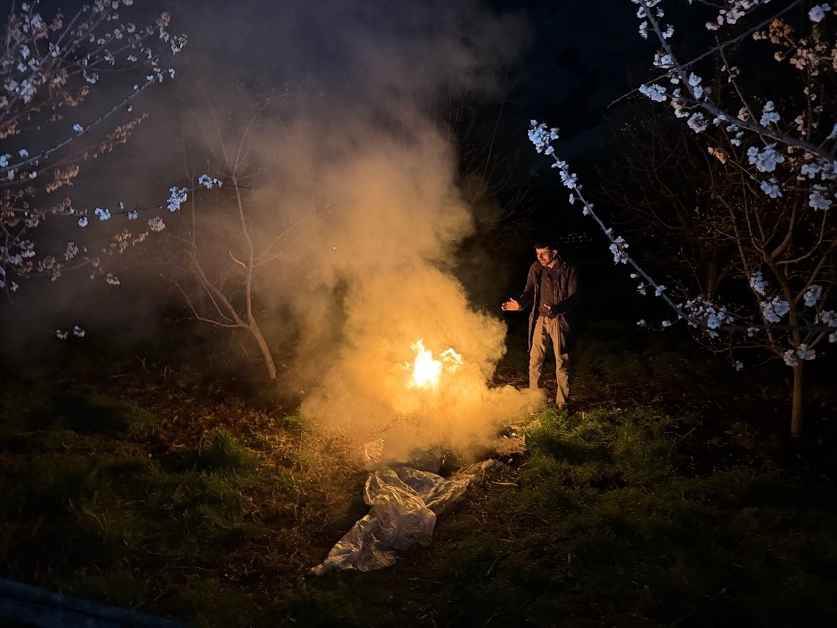 Erzincan'da bazı kayısı üreticileri, gece hava sıcaklığının sıfırın altına düşmesi nedeniyle çiçek...