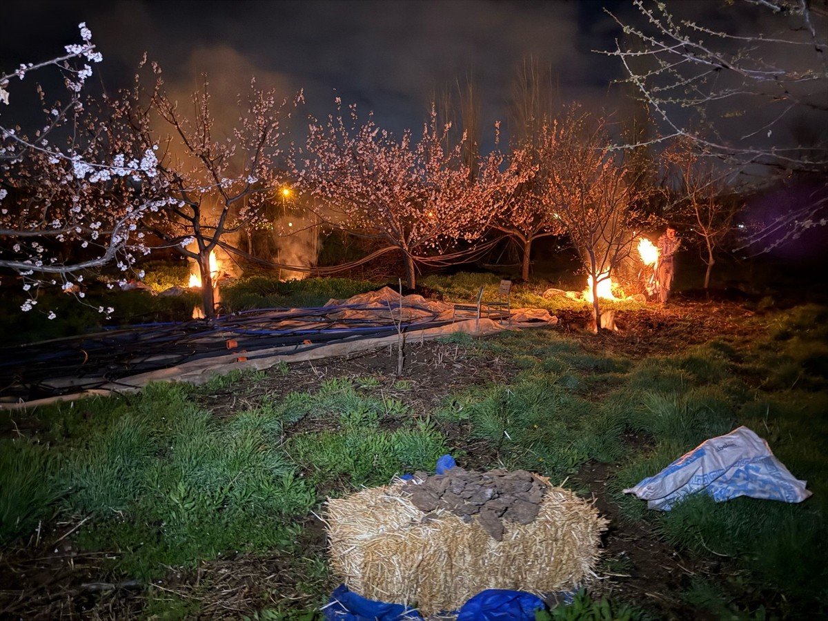 Erzincan'da bazı kayısı üreticileri, gece hava sıcaklığının sıfırın altına düşmesi nedeniyle çiçek...