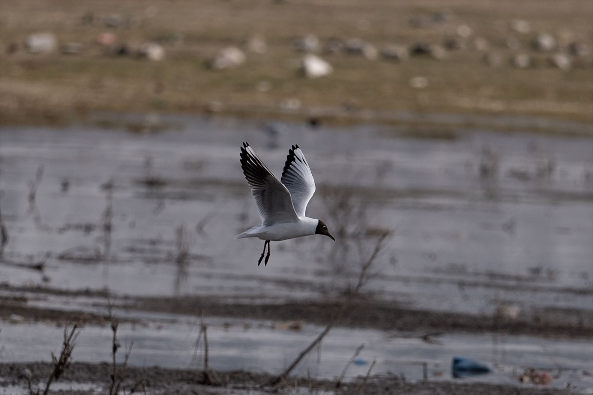 Erzurum'da, karların erimesiyle oluşan sulak alanlarda ilkbaharda göçmen kuş çeşitliliği...