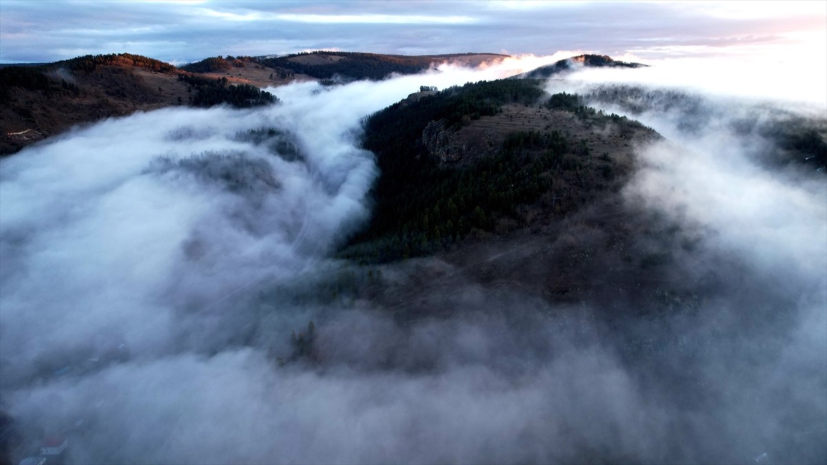 Erzurum'daki sarıçam ormanlarının bir kısmı, sağanak sonrası sisle kaplandı. Dronla görüntülenen...