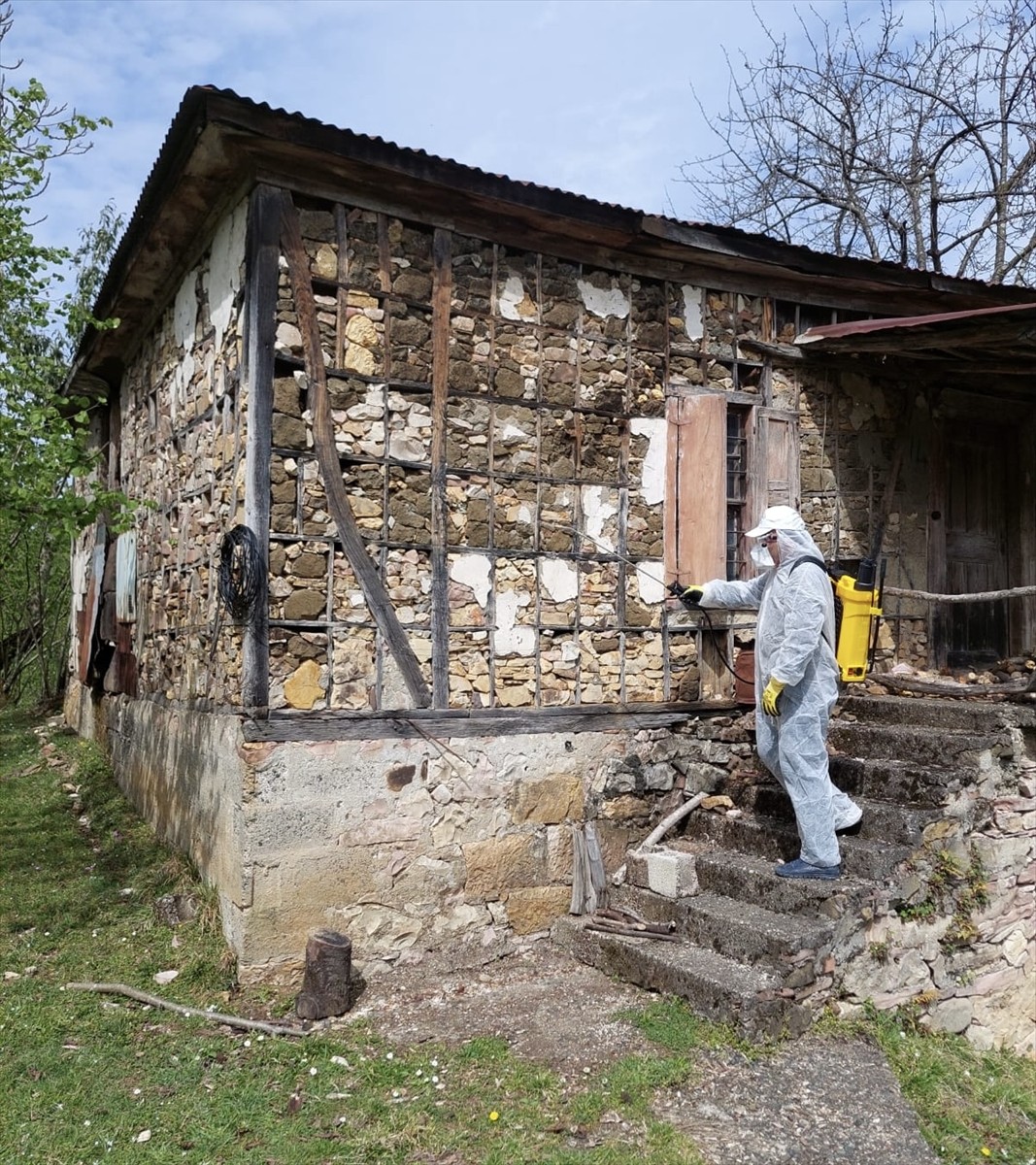 Fındık başta olmak üzere birçok meyve ve sebzeye zarar veren kahverengi kokarca ile mücadelede...