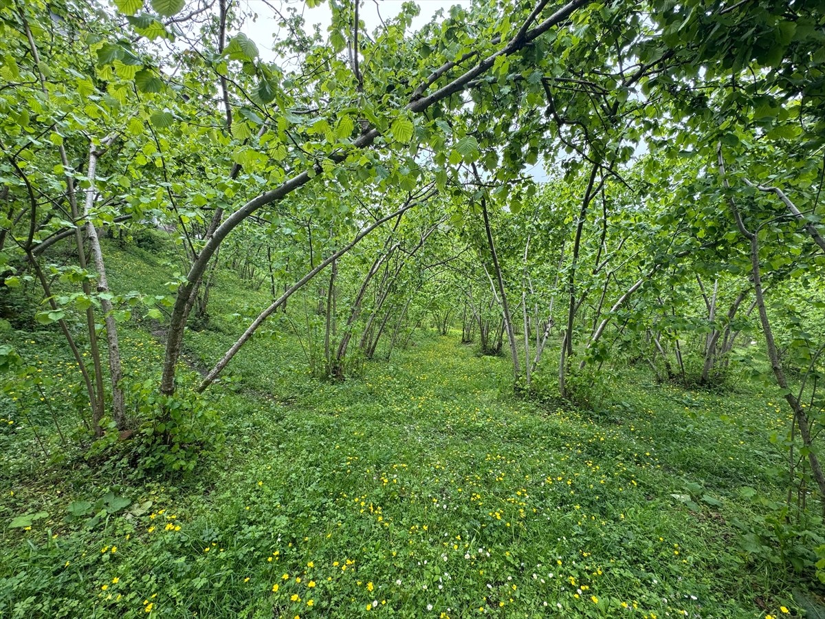 Giresun Üniversitesi Fındık İhtisaslaşma Koordinatörlüğünce hayata geçirilen proje kapsamında...