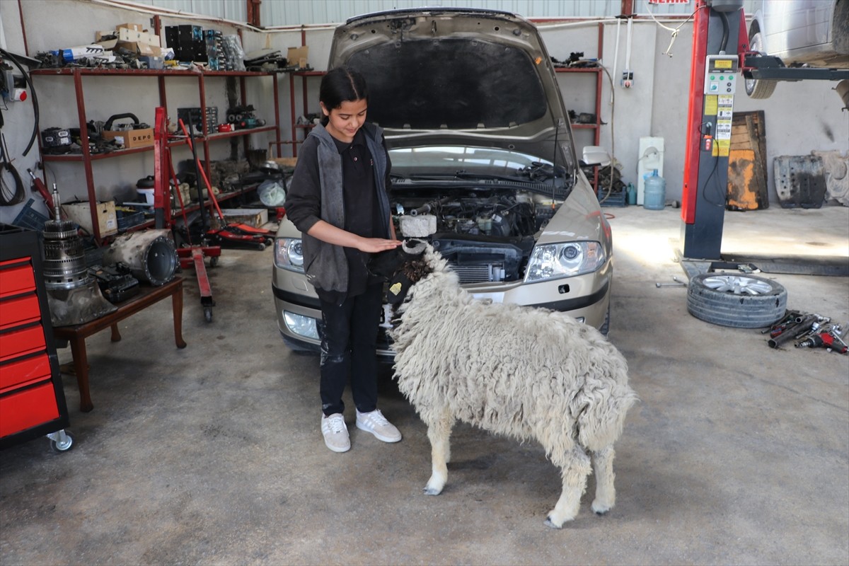 Hatay'ın Antakya ilçesinde 14 yaşındaki Nehir Habiboğlu, hediye edilen "Şakir" adını verdiği...