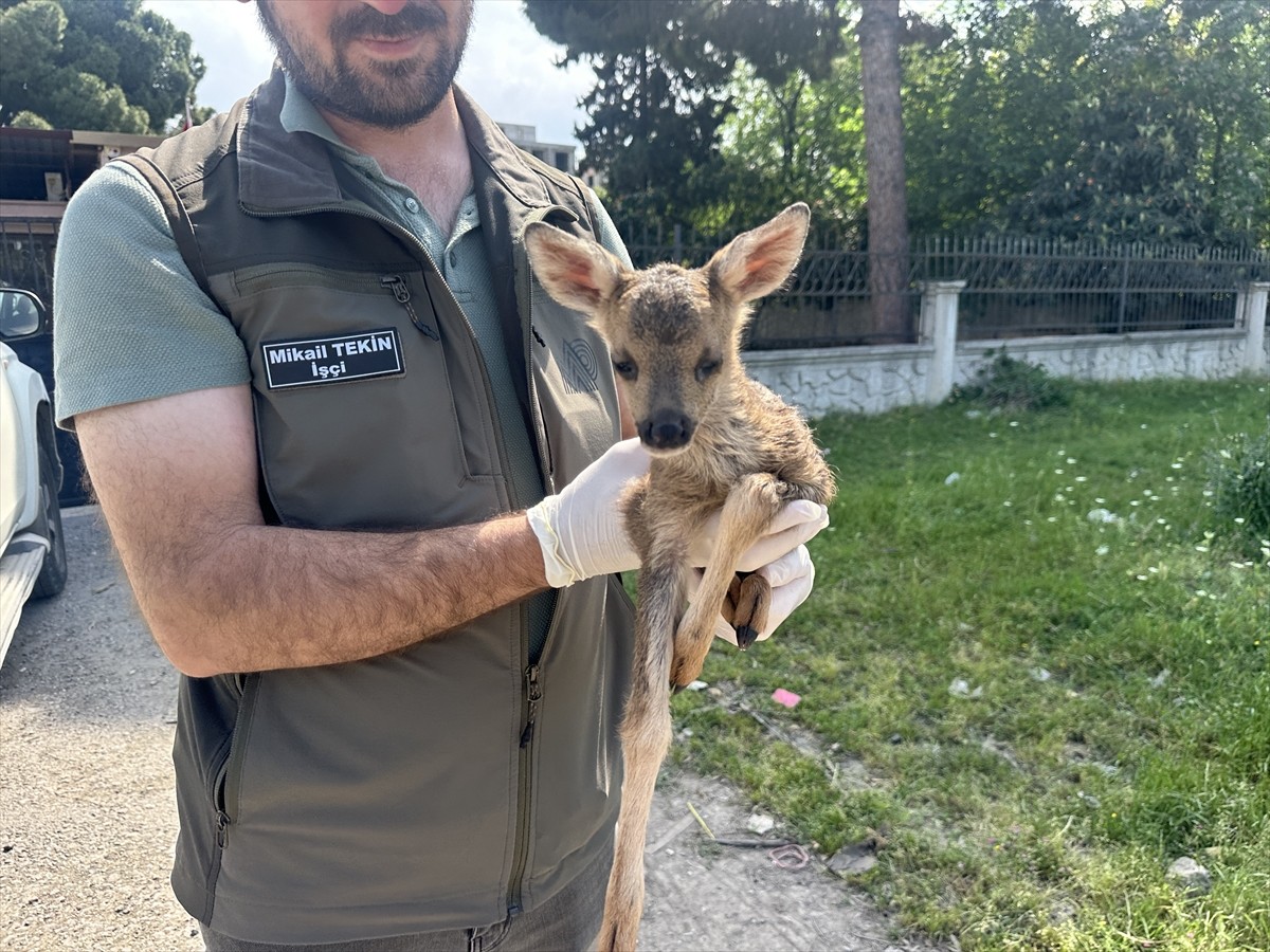 Hatay'ın İskenderun ilçesinde bitkin bulunan karaca yavrusu koruma altına alındı.